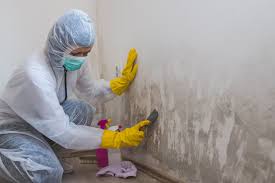 Best Environmental Consulting for Mold Prevention  in Philmont, NY